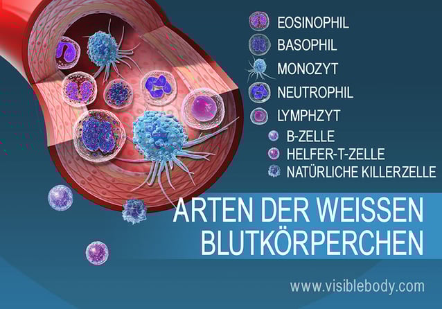 Die vielen Formen der weißen Blutkörperchen