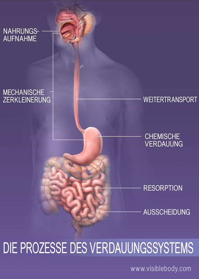 Nahrungsaufnahme, Verdauung, Resorption und Ausscheidung des Körpers