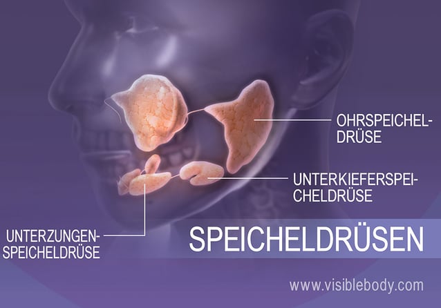 Speicheldrüsen im Mundraum unterstützen die Verdauung