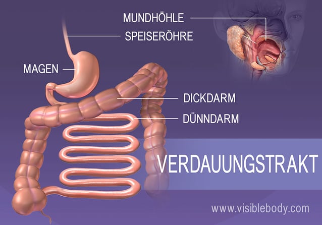 Die Strukturen des Verdauungstraktes