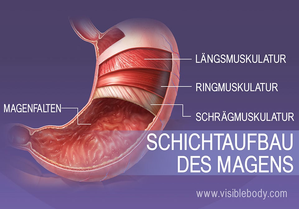 Wie Lange Braucht Der Magen Zum Verdauen www.visiblebody.com