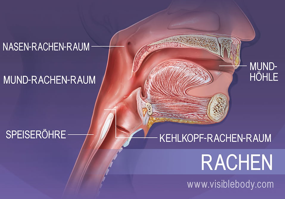 Wie Sieht Ein Gesunder Rachen Aus www.visiblebody.com