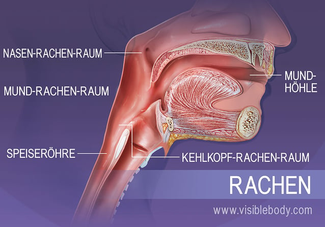 Die Strukturen des Rachens: Nasen-Rachenraum (Nasopharynx), Mund-Rachenraum (Oropharynx) und Hypopharynx