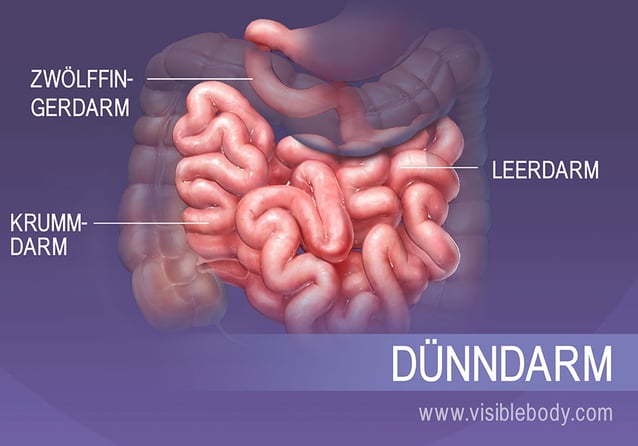Die drei Abschnitte des Dünndarmes, Zwölffingerdarm (Duodenum), Leerdarm (Jejunum) und Krummdarm (Ileum)