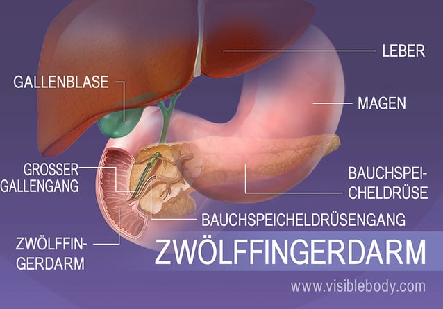 Der Zwölffingerdarm im Einzelnen