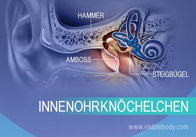 Innenohrknöchelchen, Amboss, Hammer und Steigbügel