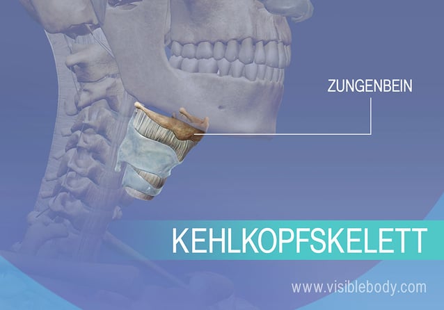 Zungenbein und Kehlkopf