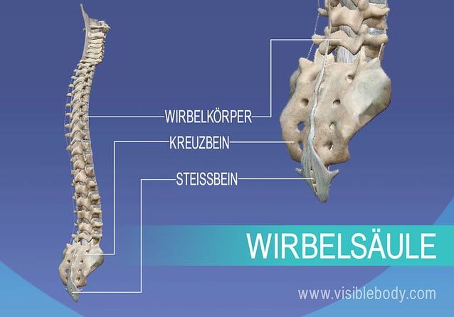 Wirbel, Kreuzbein und Steißbein als Teil der Wirbelsäule