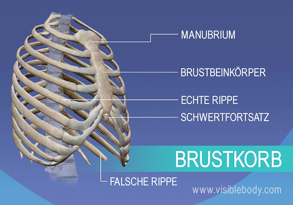 Kenntnis der Skelettanatomie Achsenskelett