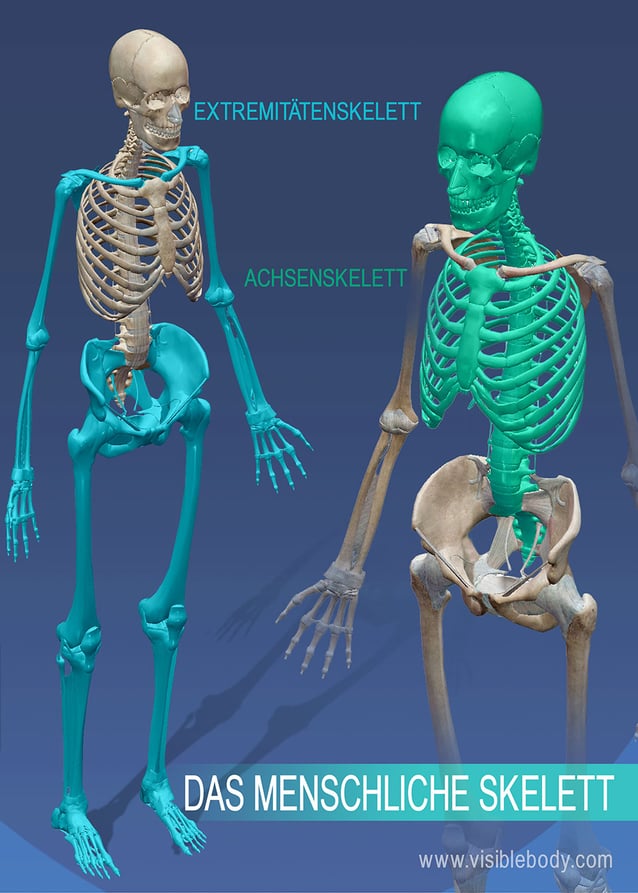 Skelett Mensch Menschliches Skelett Aufbau Und Funktion mit Skelett Mensch Menschliches Skelett Aufbau Und Funktion mit