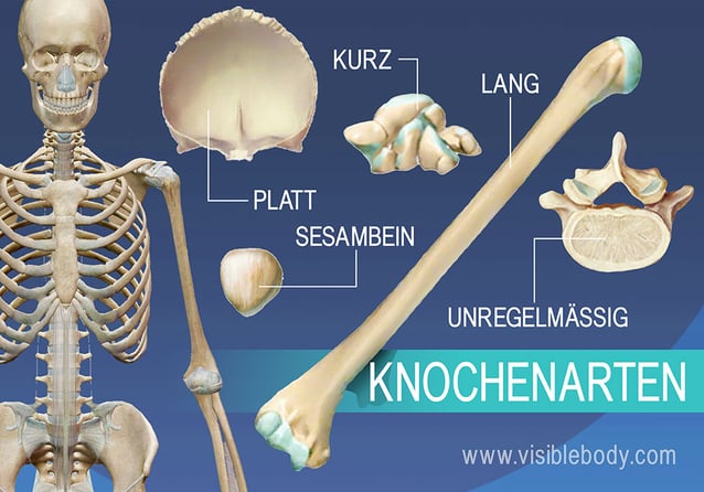 Überblick über die 5 unterschiedlichen Knochenarten - lang, kurz, platt, unregelmäßig und Sesambein