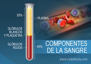 La composición de la sangre por porcentaje