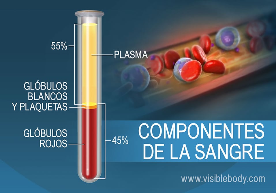 Funciones circulatorias de la sangre