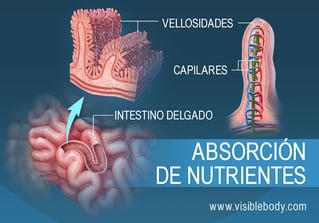  seção transversal das vilosidades no intestino delgado
