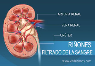 Filtración de la sangre en el riñón
