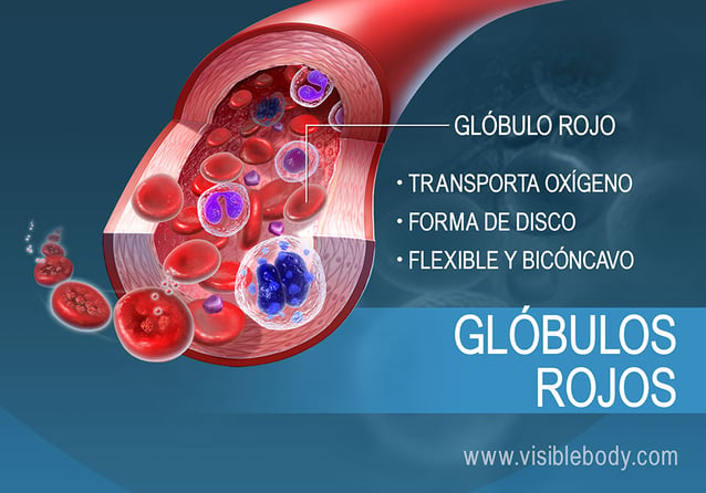 Función y características de los glóbulos rojos