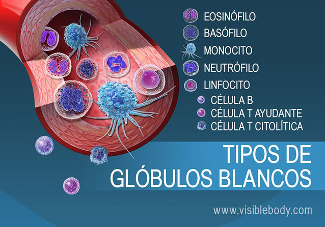 Los muchos tipos de glóbulos blancos de la sangre