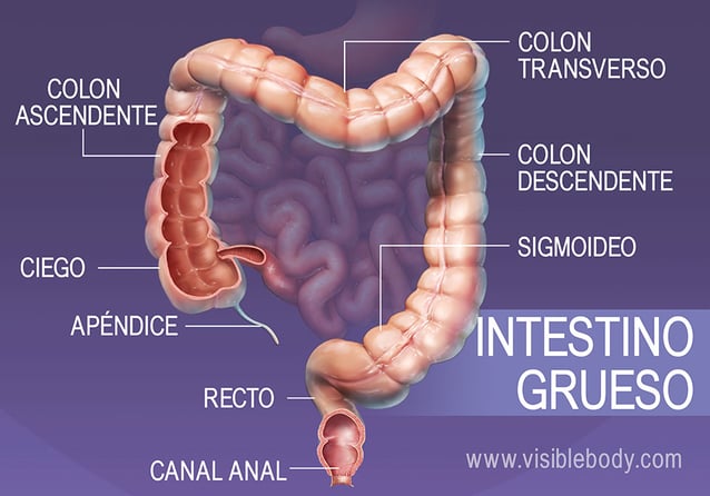 Secciones principales del intestino grueso