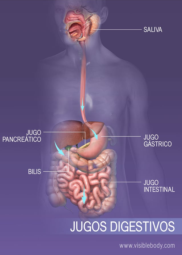 Diferentes fluidos secretados por el sistema digestivo
