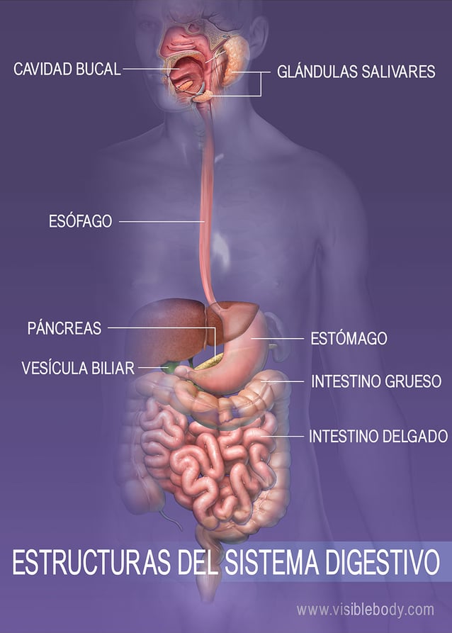 Reseña general del sistema digestivo