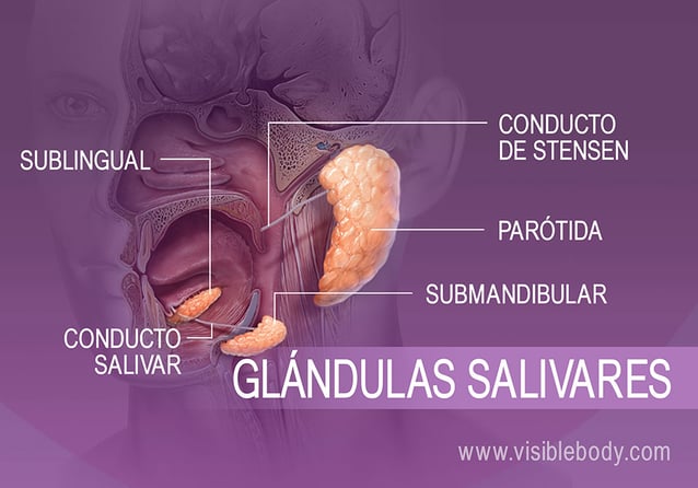 Ubicación de diferentes glándulas productoras de saliva en la boca