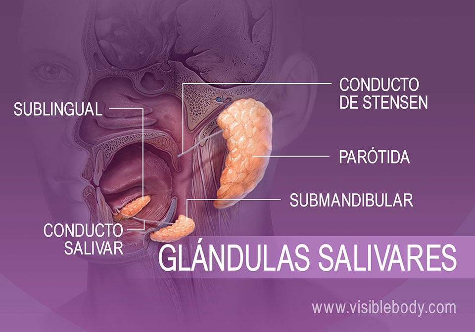Órganos accesorios digestivos