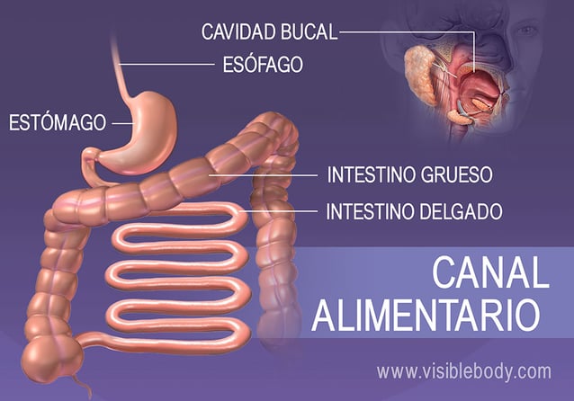 Estructuras del tubo digestivo