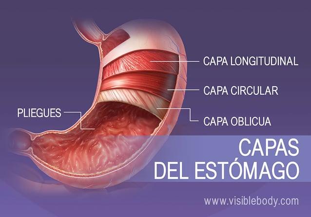 Las 4 capas de músculo liso del estómago