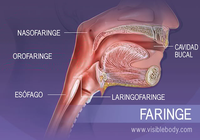 Estructuras de la faringe: nasofaringe, orofaringe y laringofaringe