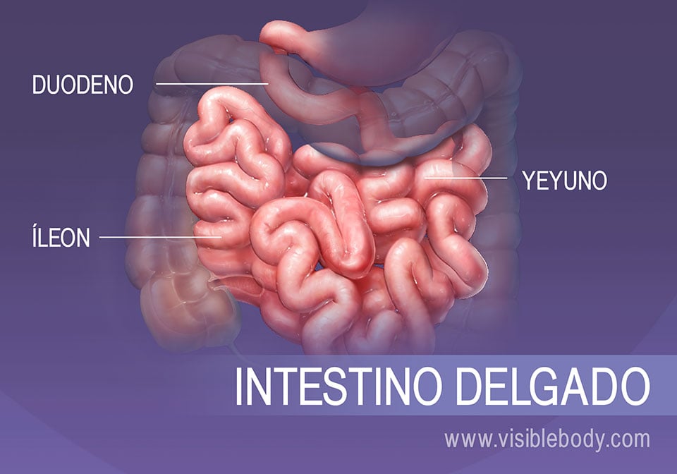 Sistema Digestivo, 10 Datos