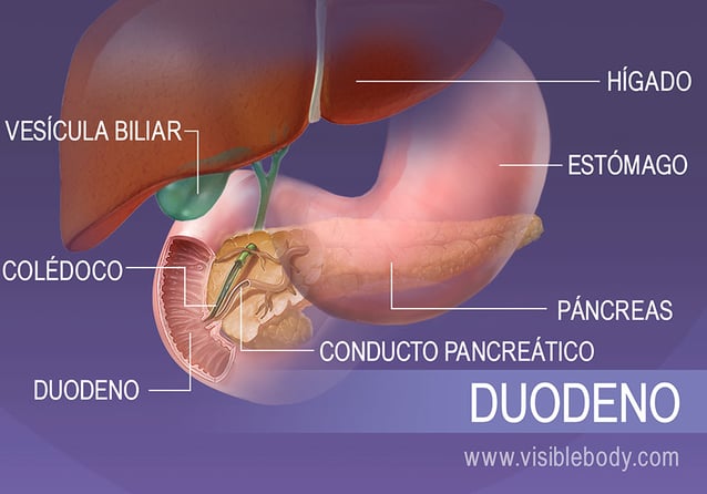 El duodeno en contexto