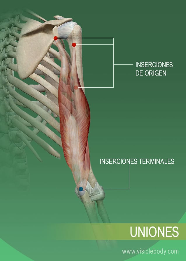 Inserciones de origen y terminales de un músculo en el hueso