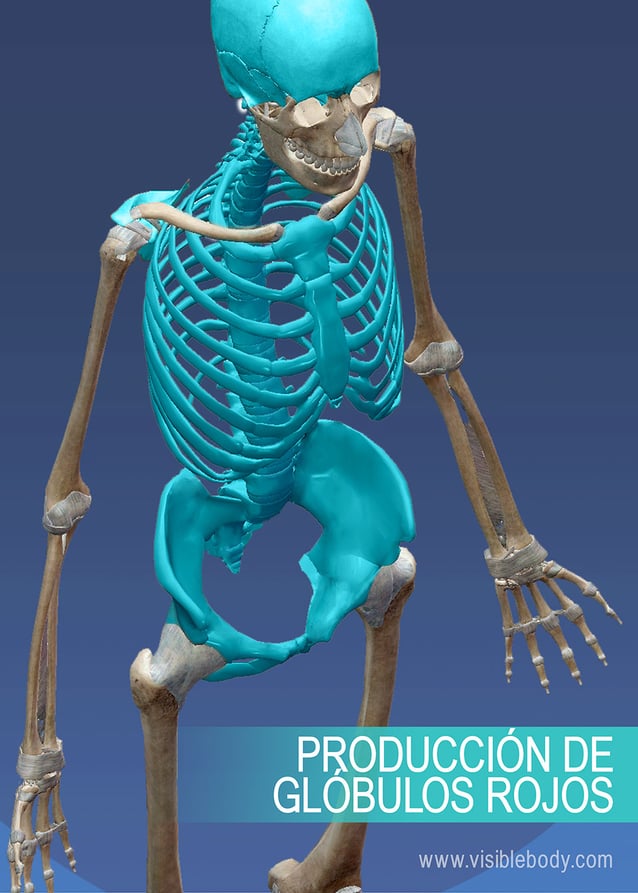 Producción de glóbulos rojos en la región abdominal del esqueleto axial