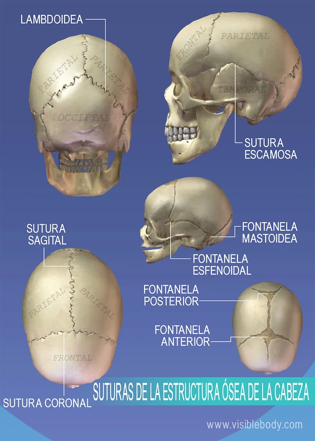 Suturas de la estructura ósea de la cabeza