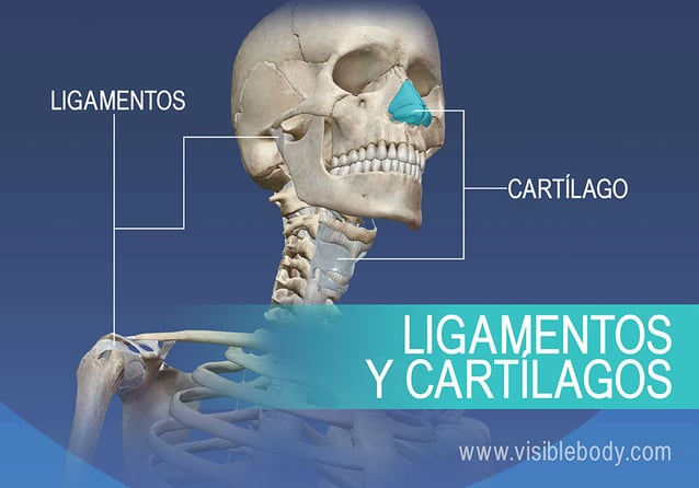 Ligamentos y cartílagos del cuerpo humano