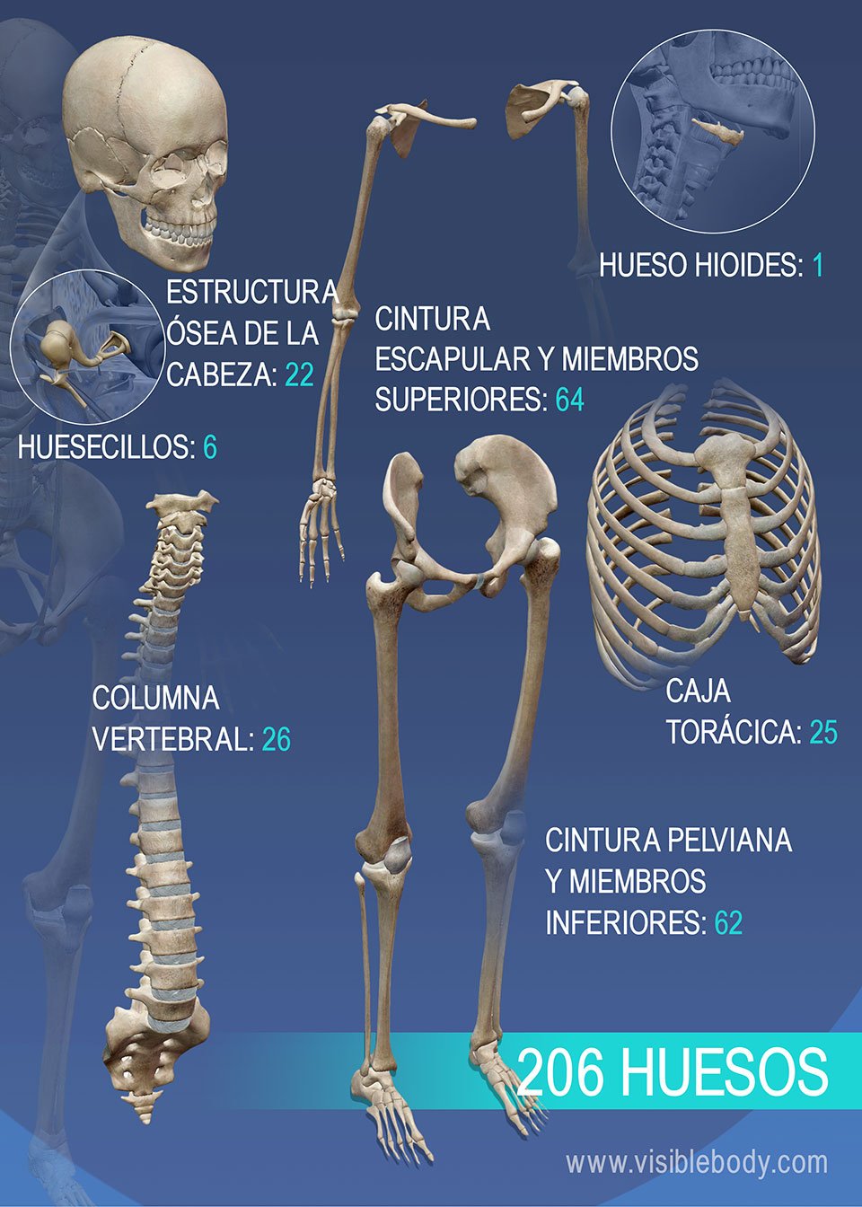 Aprenda anatomía del esqueleto Reseña general del esqueleto