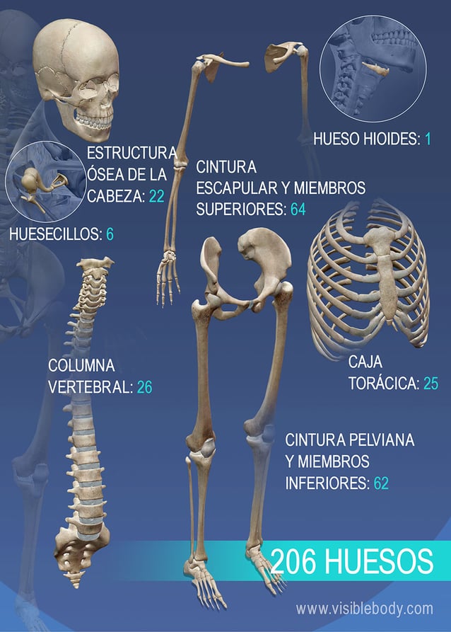Reseña general de la variedad de huesos