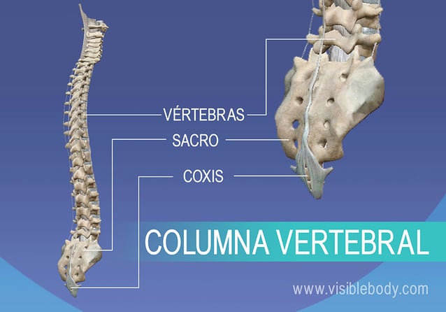 Vértebras, sacro y coxis en la columna vertebral