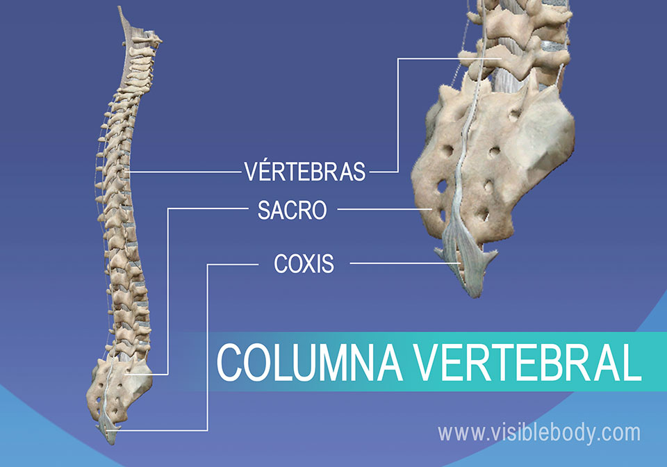 Aprenda anatomía del esqueleto | Esqueleto axial