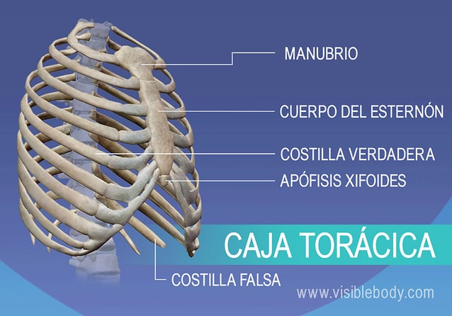 Manubrio, costillas verdaderas y falsas, esternón y apófisis xifoides en la caja torácica