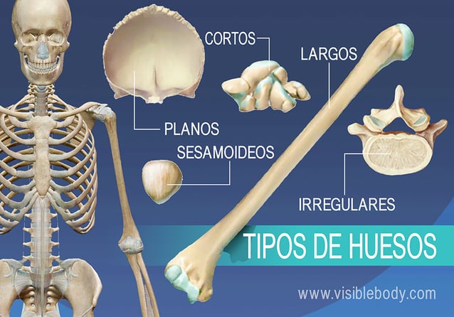 Reseña general de 5 tipos de huesos, largos, cortos, planos, irregulares y sesamoideos