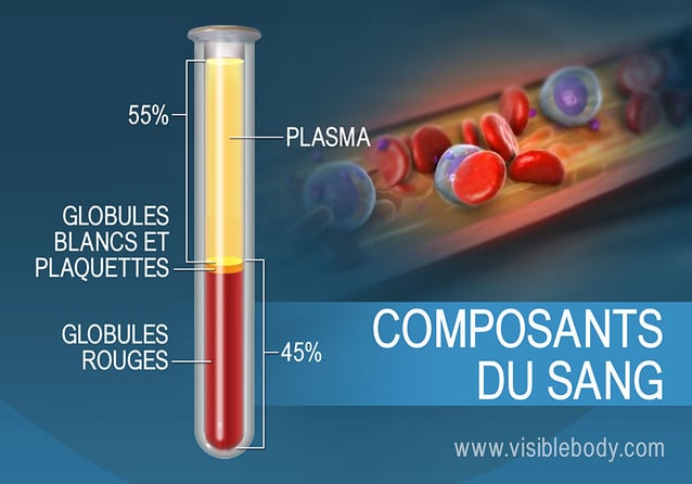 🔎 Plasma sanguin - Définition et Explications