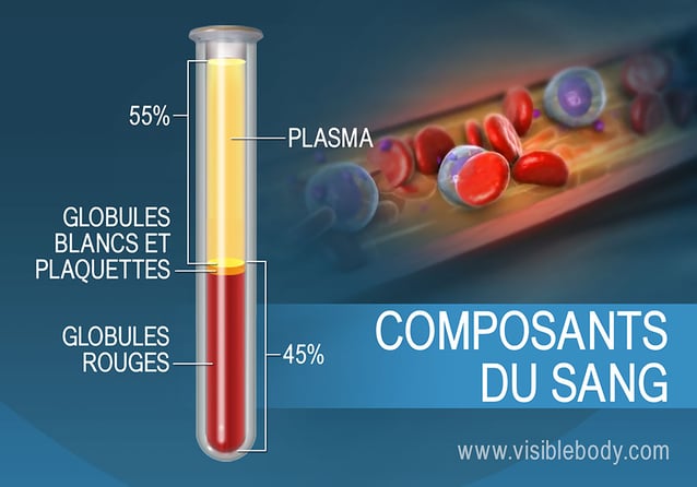 Composition du sang, en pourcentage