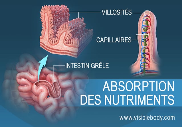 Coupe transversale des villosités dans l'intestin grêle