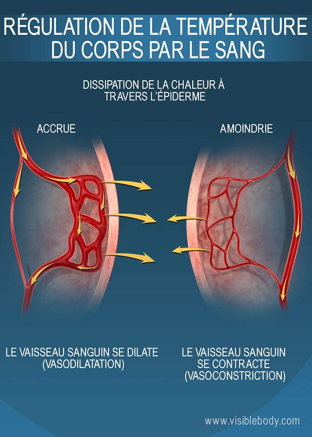 La taille des capillaires à proximité de l'épiderme joue un rôle sur la rétention de chaleur dans le corps humain