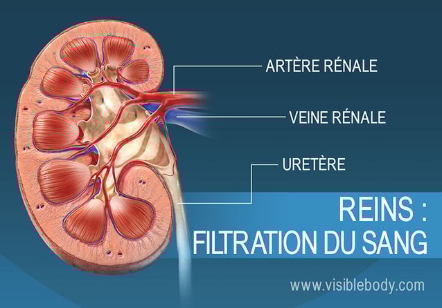 Filtration du sang dans le rein