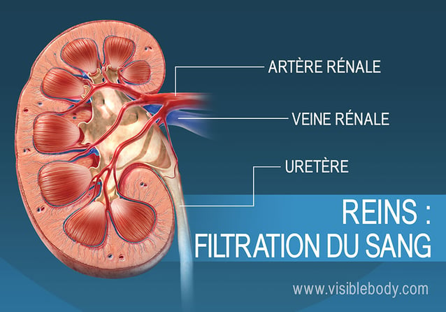 Filtration du sang dans le rein