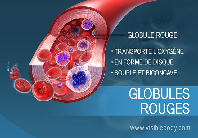 Fonction et caractéristiques des globules rouges