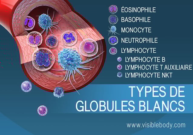 Les nombreux types de globules blancs dans le sang