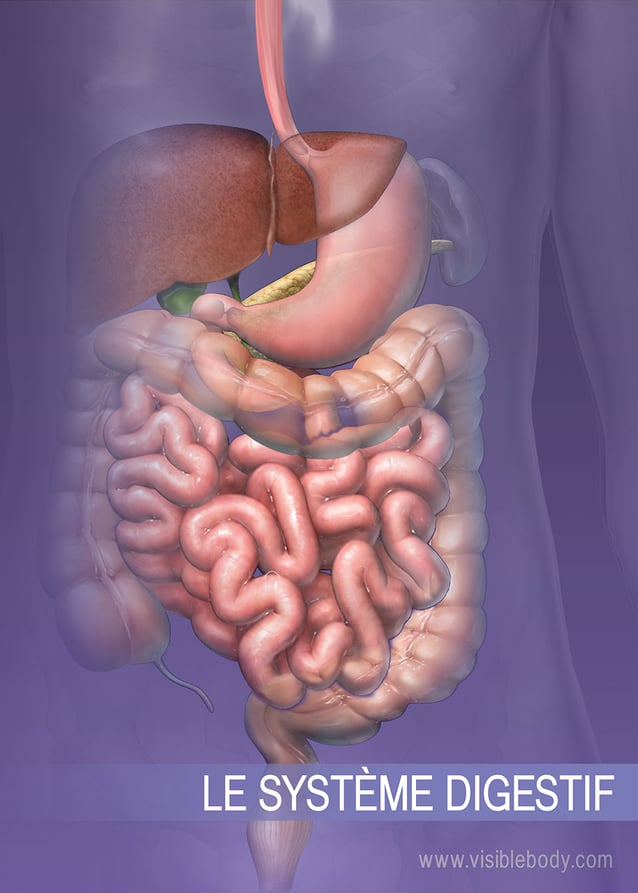 Les structures du système digestif inférieur
